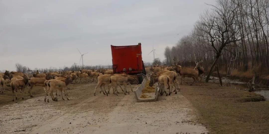 動物保護(hù)區(qū)里的紅色餐車